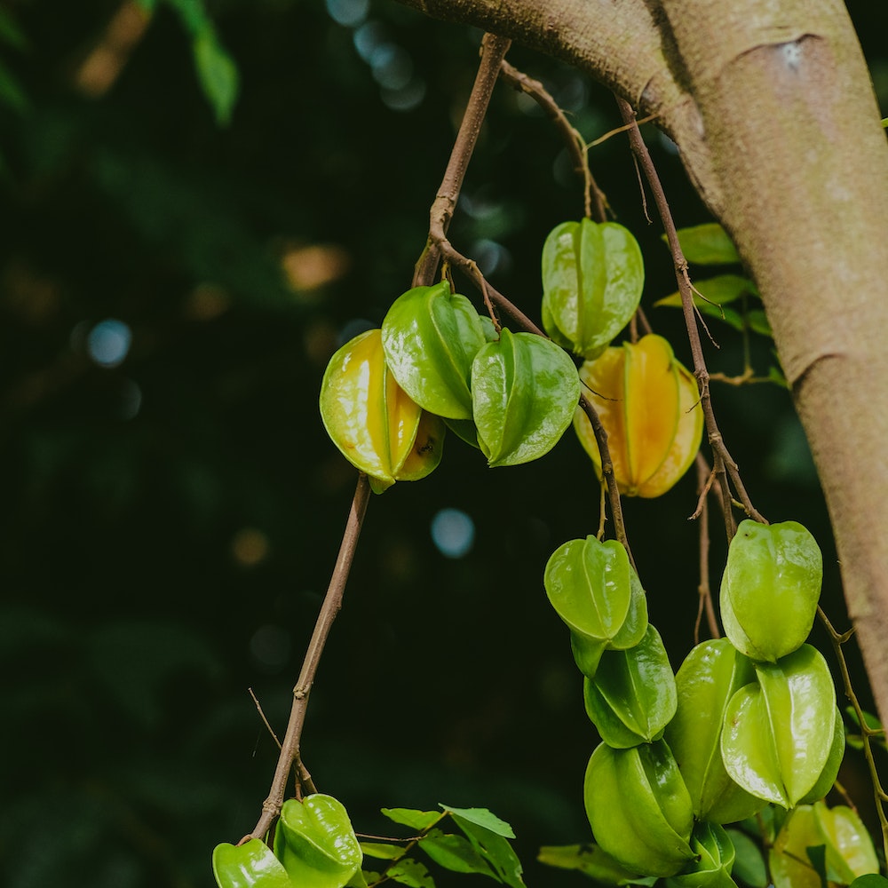 Health Benefits of Star Fruit