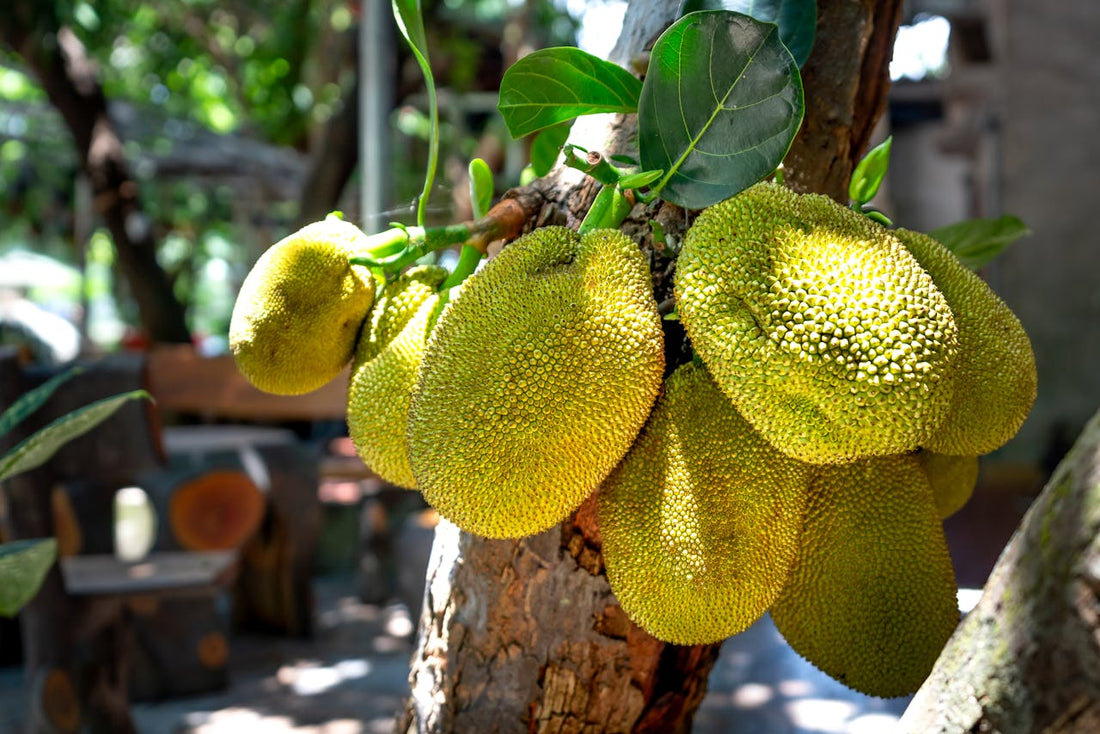 How to grow jackfruit seeds