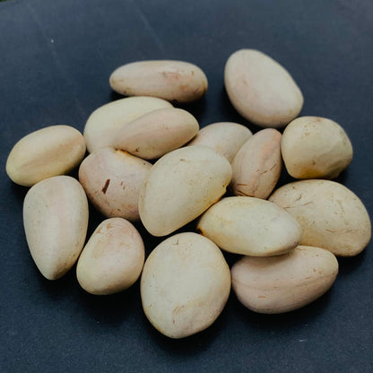 Jackfruit Seeds 100% Organic Rare Sweetest Jack Fruit Seed From Ceylon