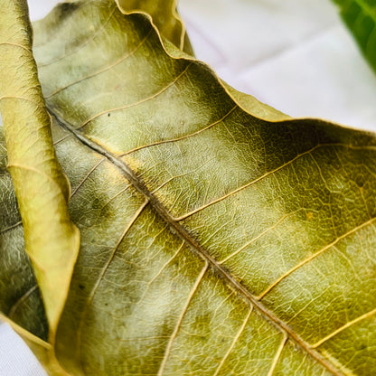 Mango leaves Pure Dried leaf Powder 1000g pack Mangifera indica Natural Organic