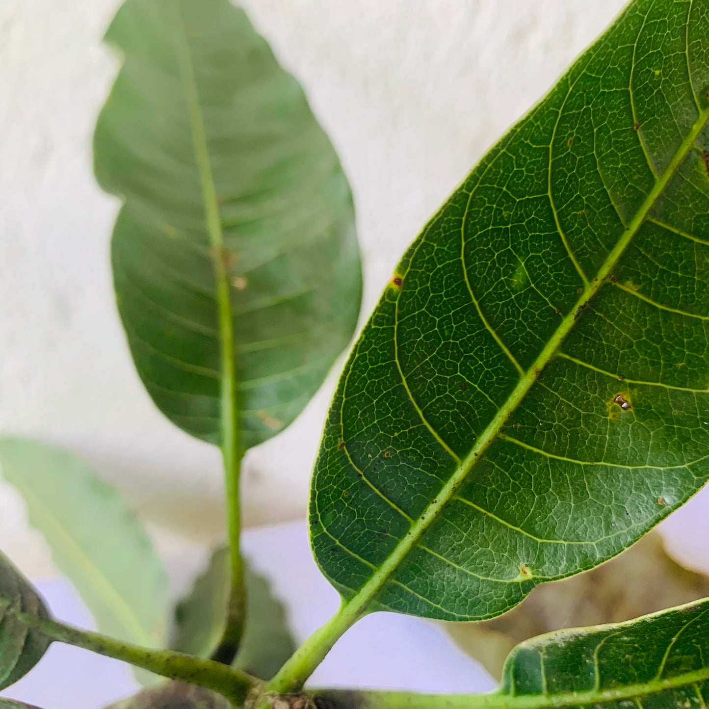 Organic Dried Mango Leaf powder for tea Homemade From Sri Lanka leave natural