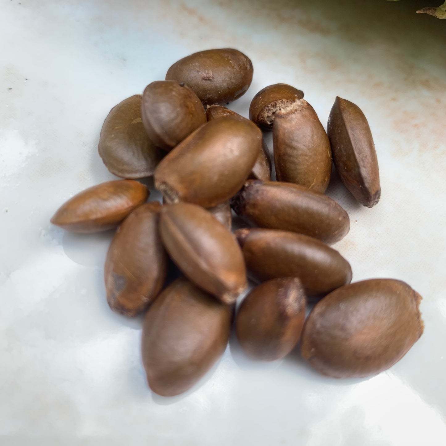 Soursop Seeds Guanabana Annona Muricata Graviola 100% Organic Fruit