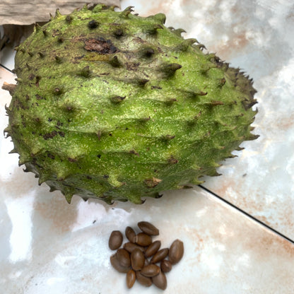 Soursop Seeds Guanabana Annona Muricata Graviola 100% Organic Fruit